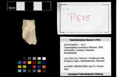 Foto (Objekt + Etikett) von Cracensigillatus acutirostrus (Moericke, 1889)  (NHMW-GEO-2014-0194-0675)